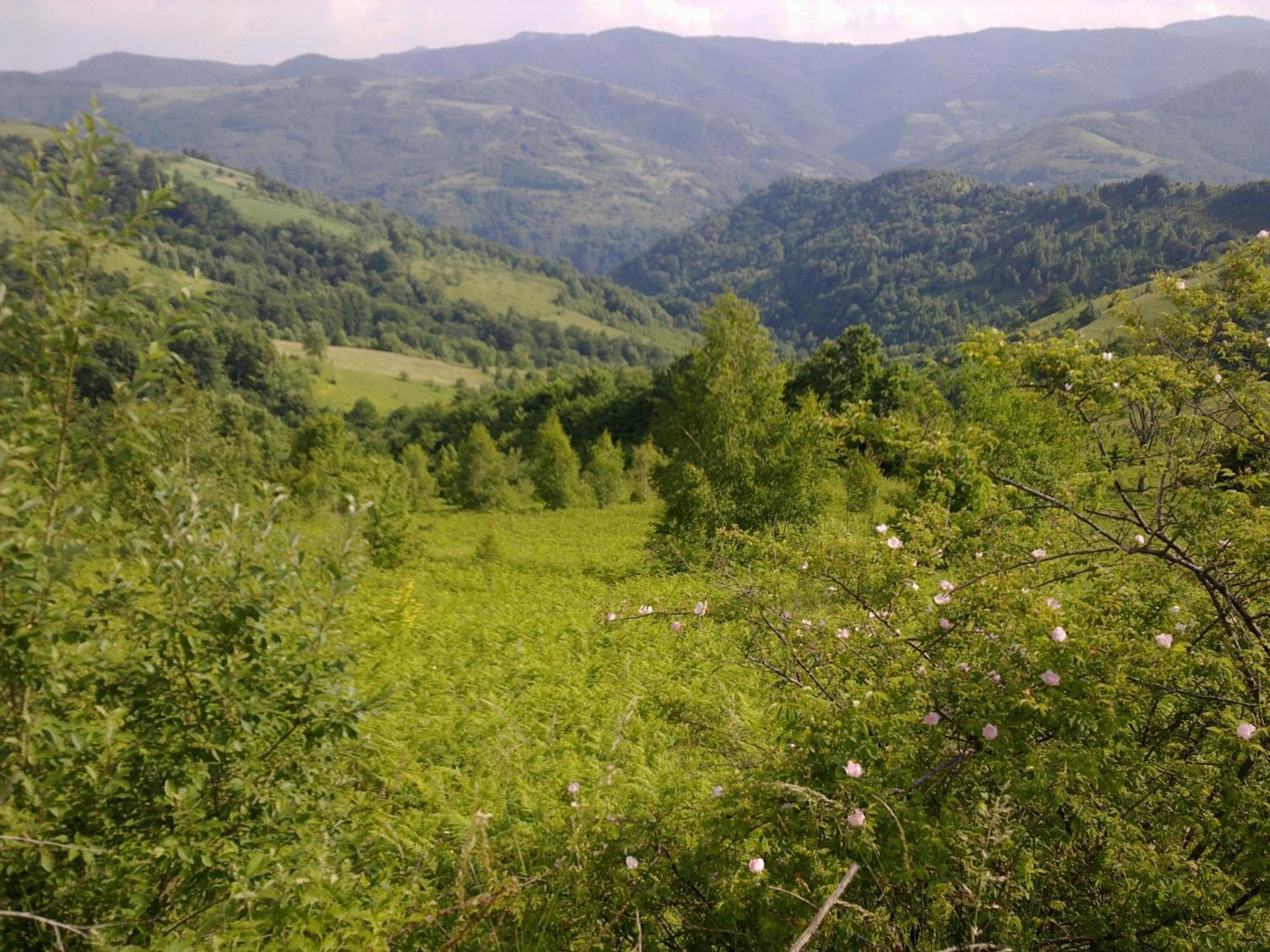 Hotel Javor Kusici Экстерьер фото